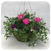 Moss Hanging Basket Sun - Pink with Yellow Chalibrachoa and White Bacopa