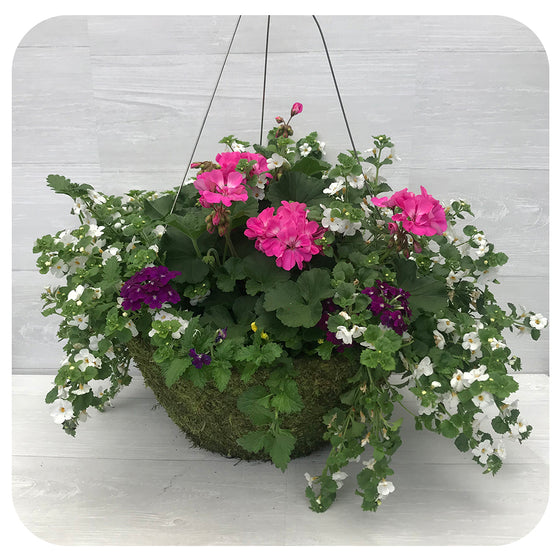 Moss Hanging Basket Sun - Pink with Yellow Chalibrachoa and White Bacopa