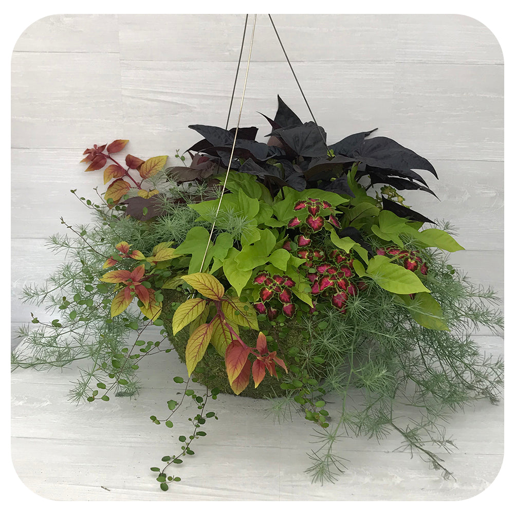 Moss Hanging Basket Shade Foliage Mix