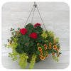 Moss Hanging Basket Sun - Red with Creeping Jenny and Yellow Bidens