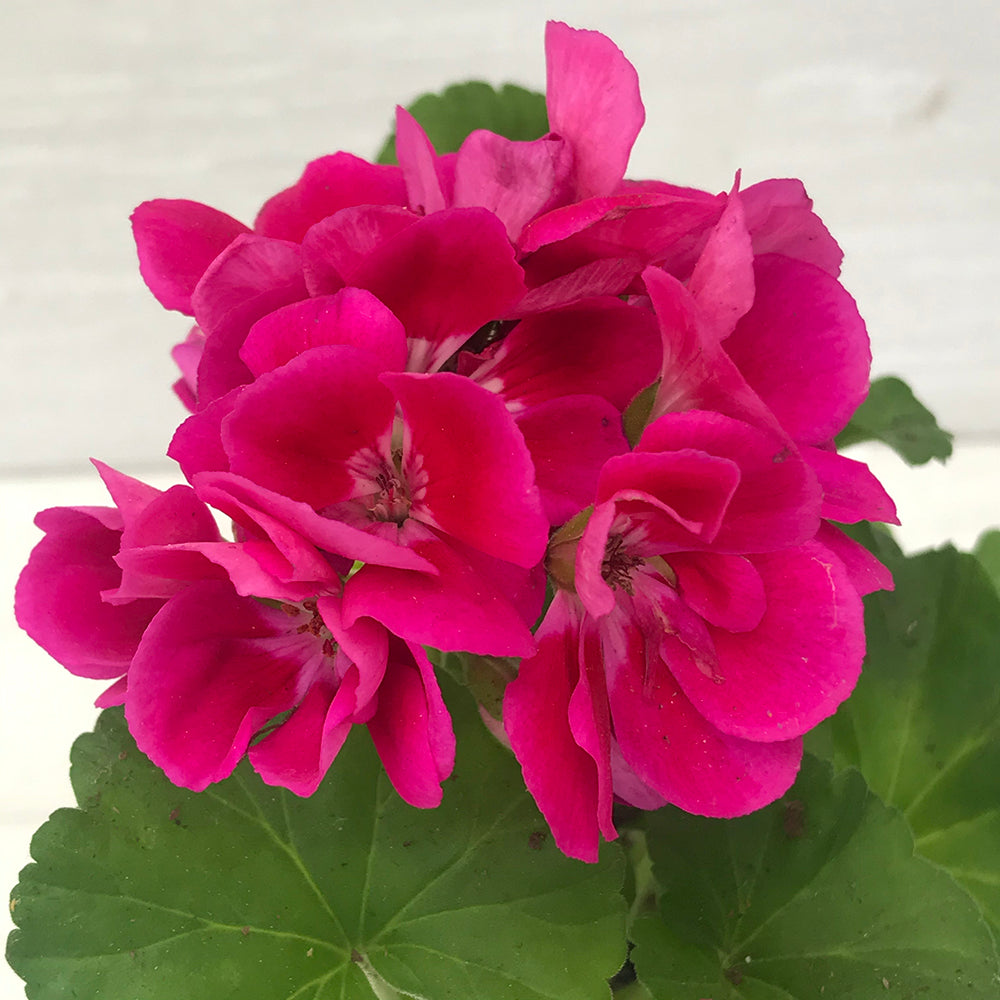 Geranium (Zonal)