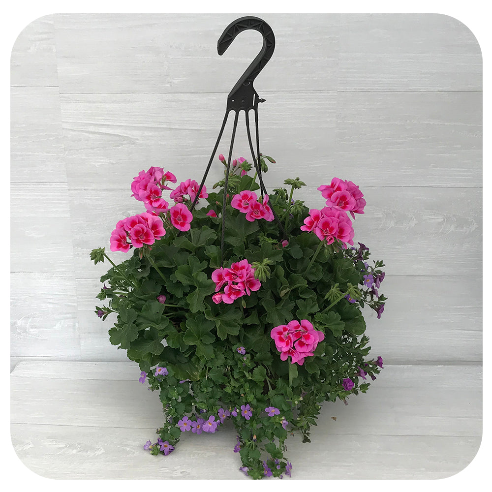 Hanging Basket Sun - Two Tone Pink with Blue Bacopa
