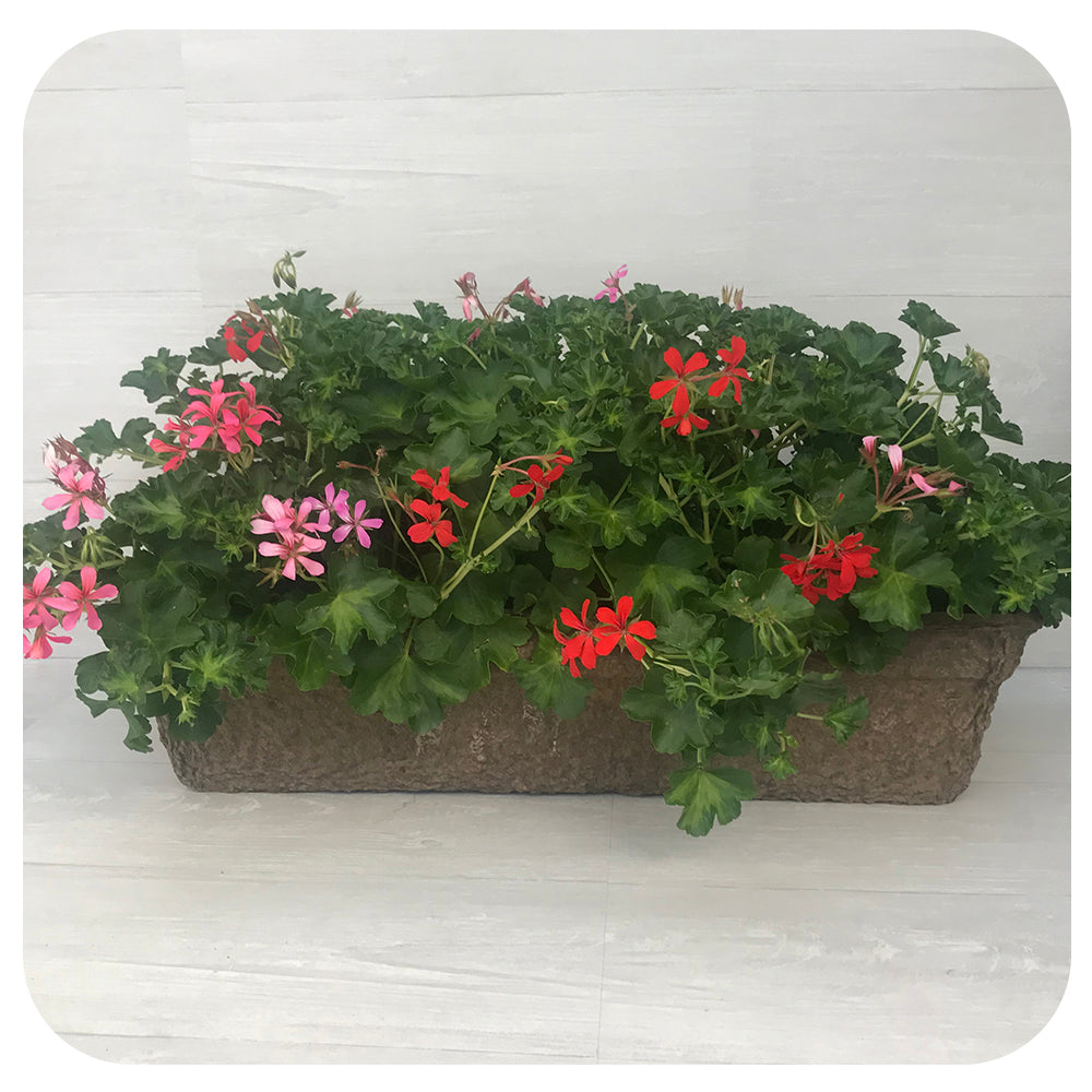 Window Box - Mini Cascade Ivy Geranium Mixed Colours