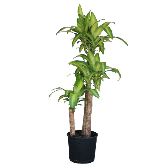 Dracaena Massangeana