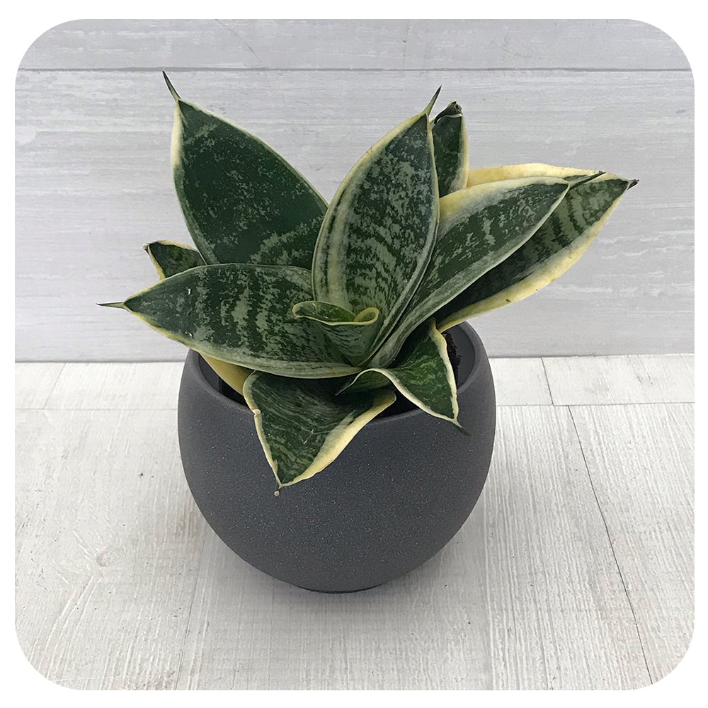 sansevieria hahnii laurentii Mini Snake Plant Hahnii Laurentii (Sansevieria)