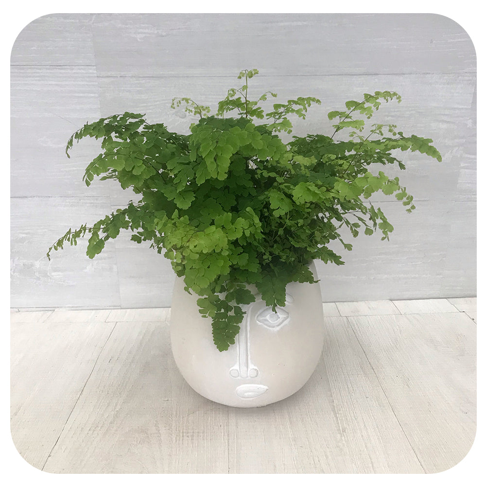 Maidenhair Fern