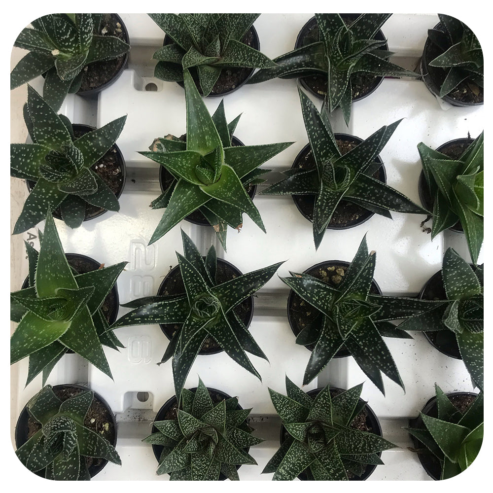 Gasteria - Assorted 2.5" - 3"