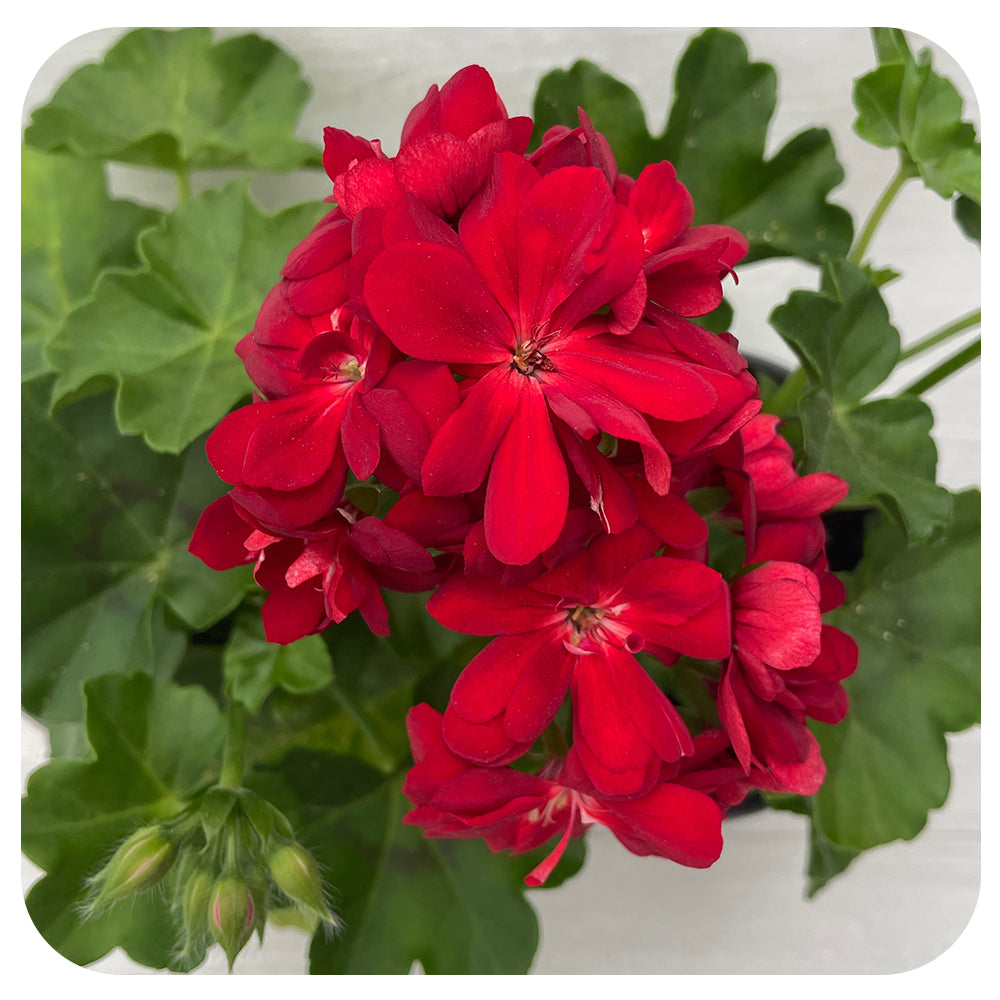 Ivy Geranium