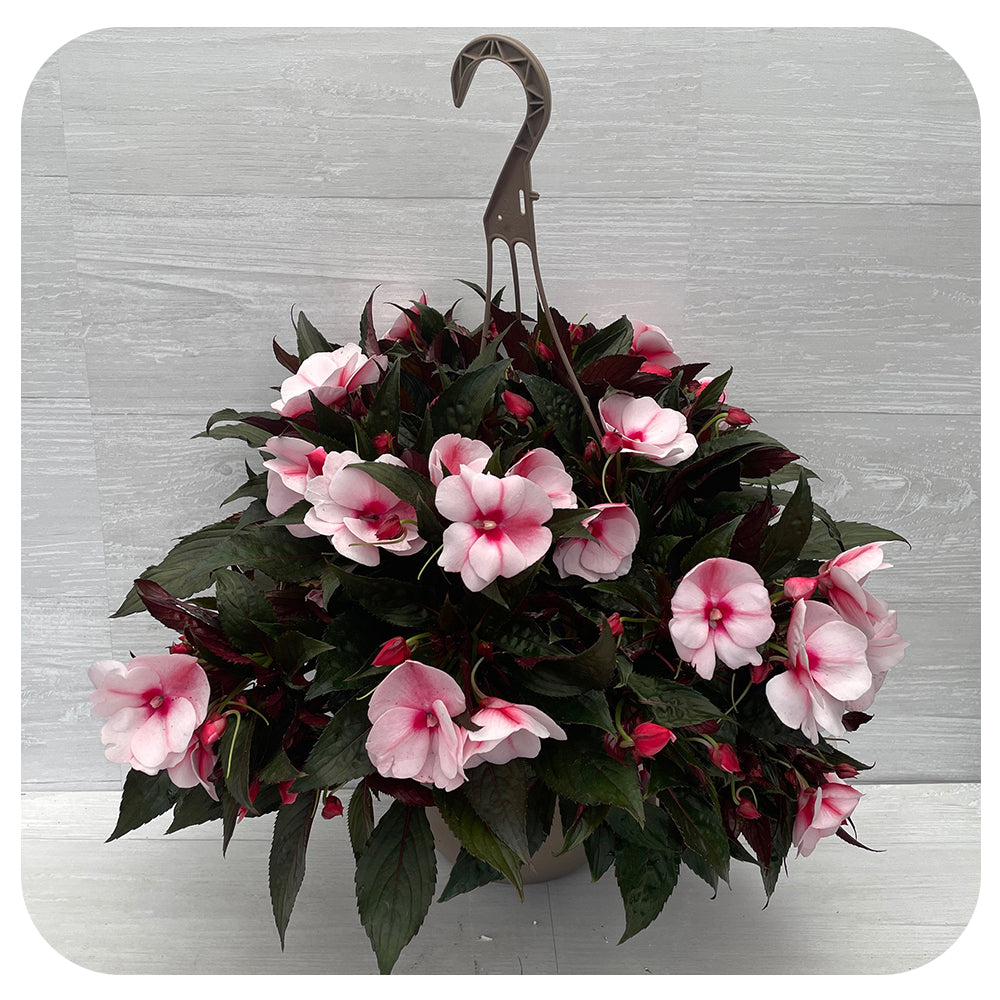 New Guinea Impatiens Hanging Basket - Appleblossom