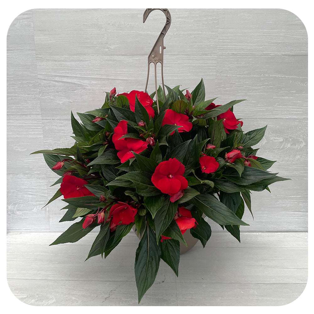New Guinea Impatiens Hanging Basket 10" - Red