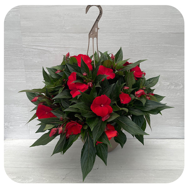 New Guinea Impatiens Hanging Basket Red Davenport Garden Centre