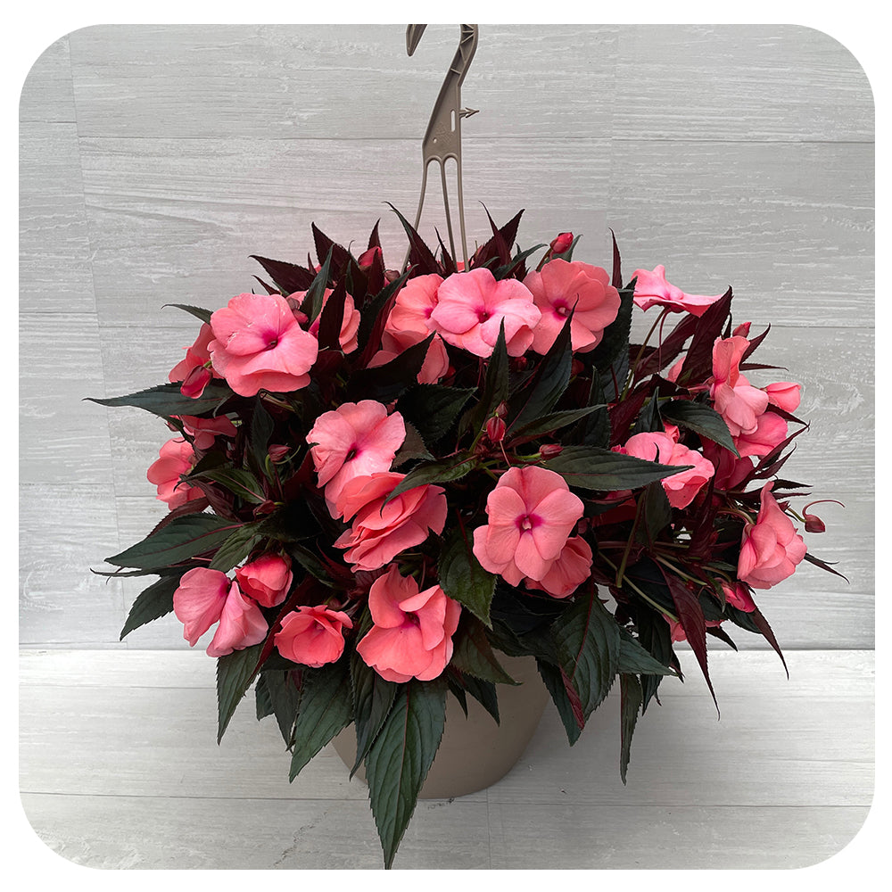 new guinea impatiens hanging plants New Guinea Impatiens Hanging Basket 10" - Salmon
