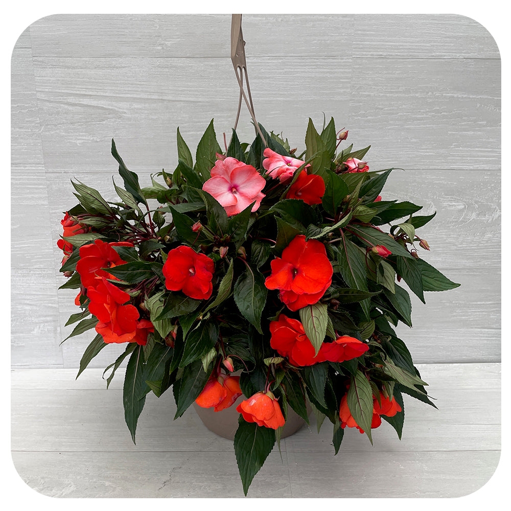 New Guinea Impatiens Hanging Basket - Orange Mix