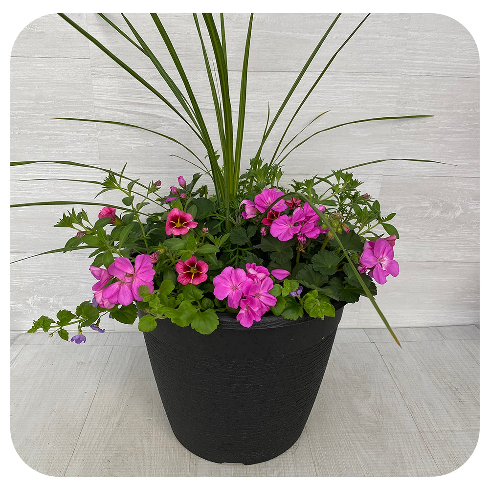 Sun arrangement round - Pink Geranium with Blue Bacopa