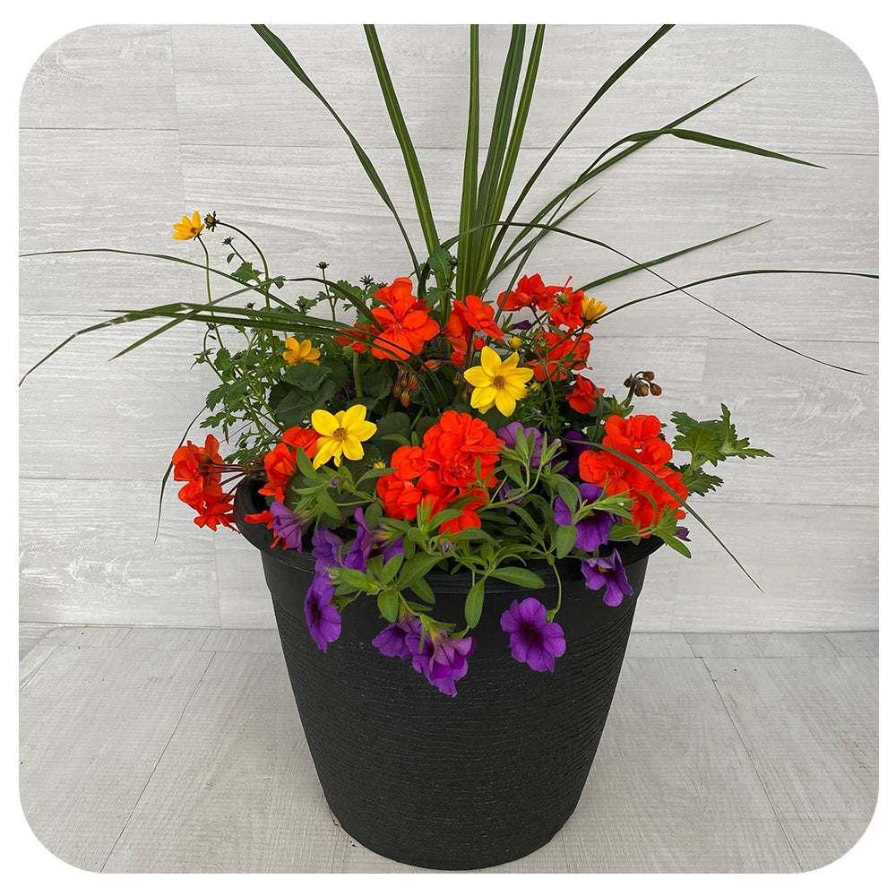 Sun arrangement round - Orange Geranium with Yellow Bidens