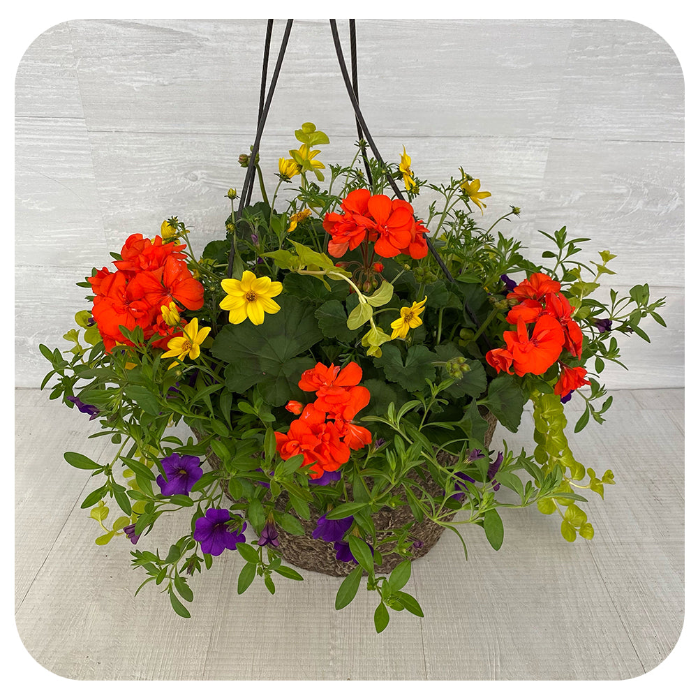 Hanging Basket Sun - Orange Geraniums with Yellow Bidens and Creeping Jenny