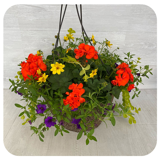 chenille plant hanging basket Chenille Hanging Basket (Acalypha pendula)