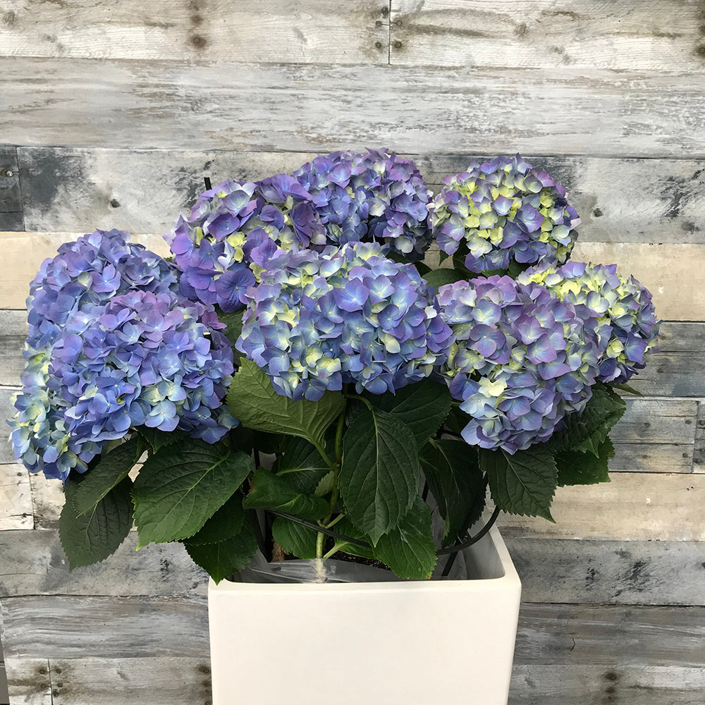 Hydrangea (non perennial variety)