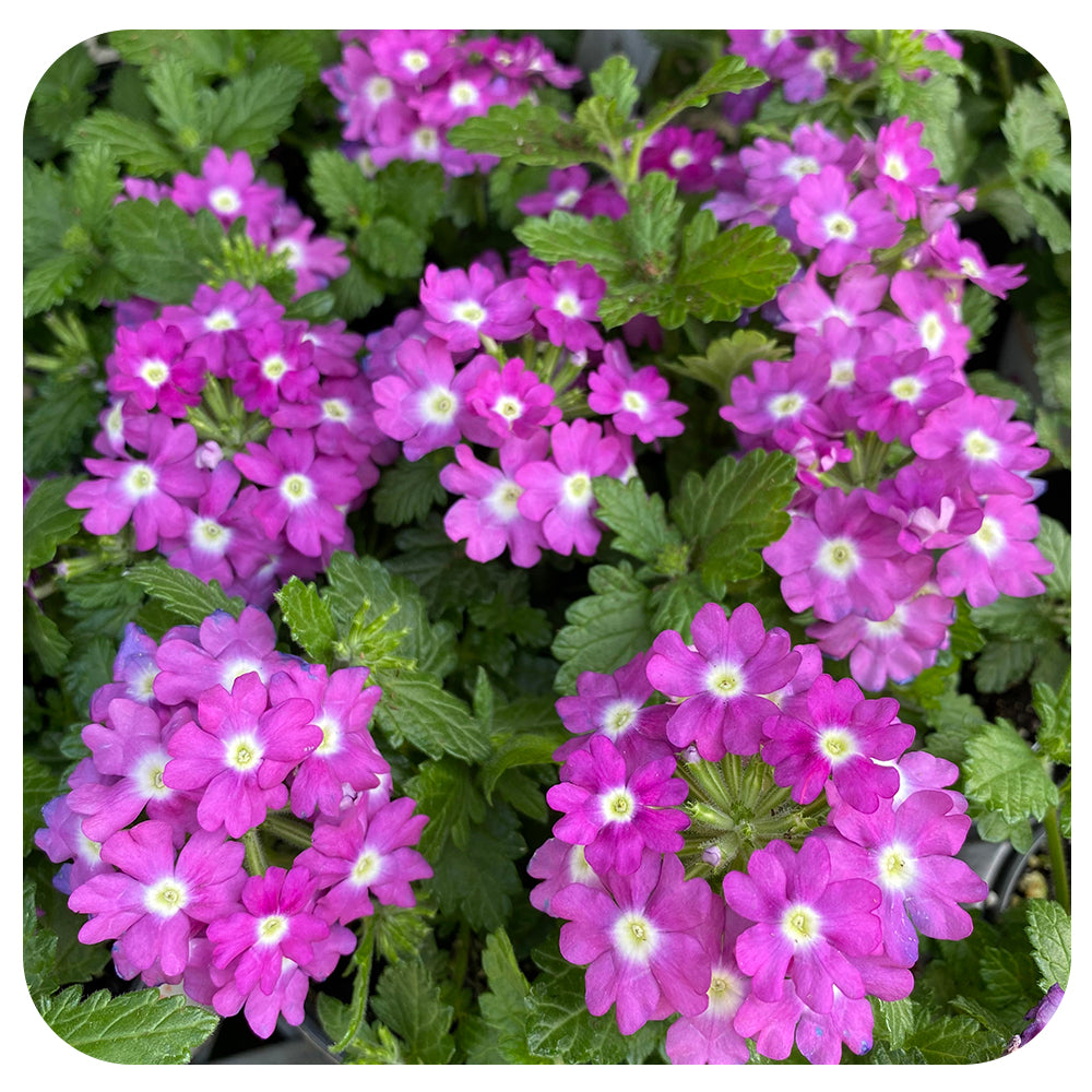 Verbena (annual)