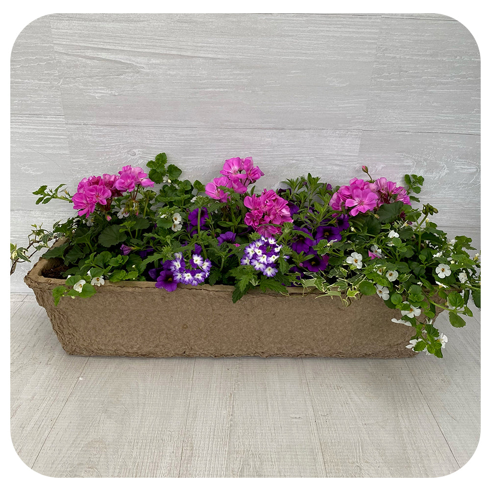 Window Box Sun - Lavender Geranium and Blue Calibrachoa