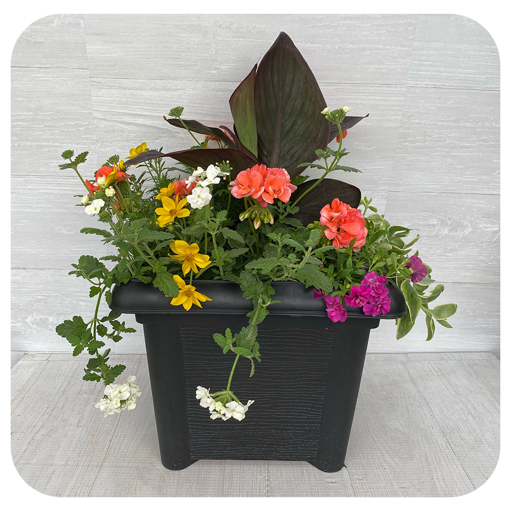 Square Sun arrangement - Salmon Geranium with Yellow Bidens