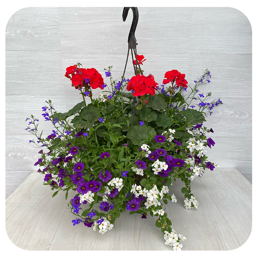 lobelia hanging plants Hanging Basket Sun - Red with blue lobelia