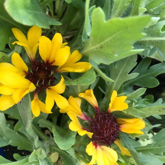 Blanket Flower "Red Starburst" (Gaillardia Aristata)