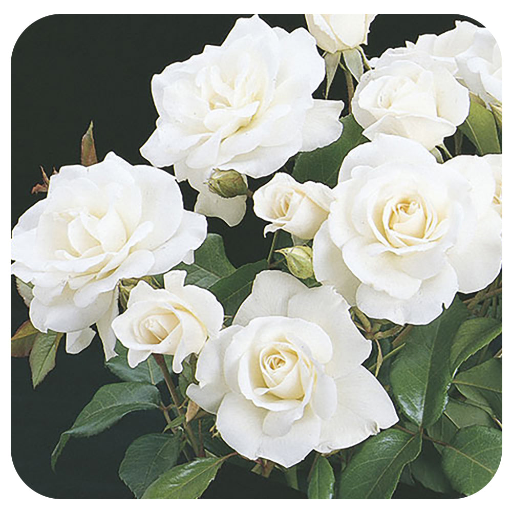 Weeks White Roses Iceberg by Weeks Roses - Davenport Garden Centre