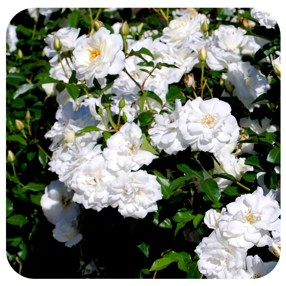 Iceberg  by Weeks Roses