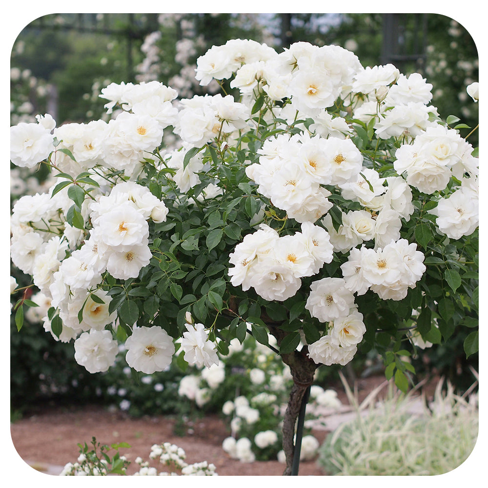 Iceberg Rose Tree 36" by Weeks Roses