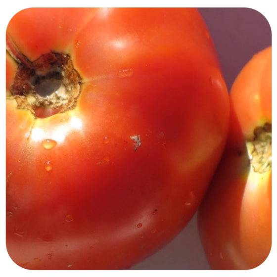 Early Girl Tomato  - Organic
