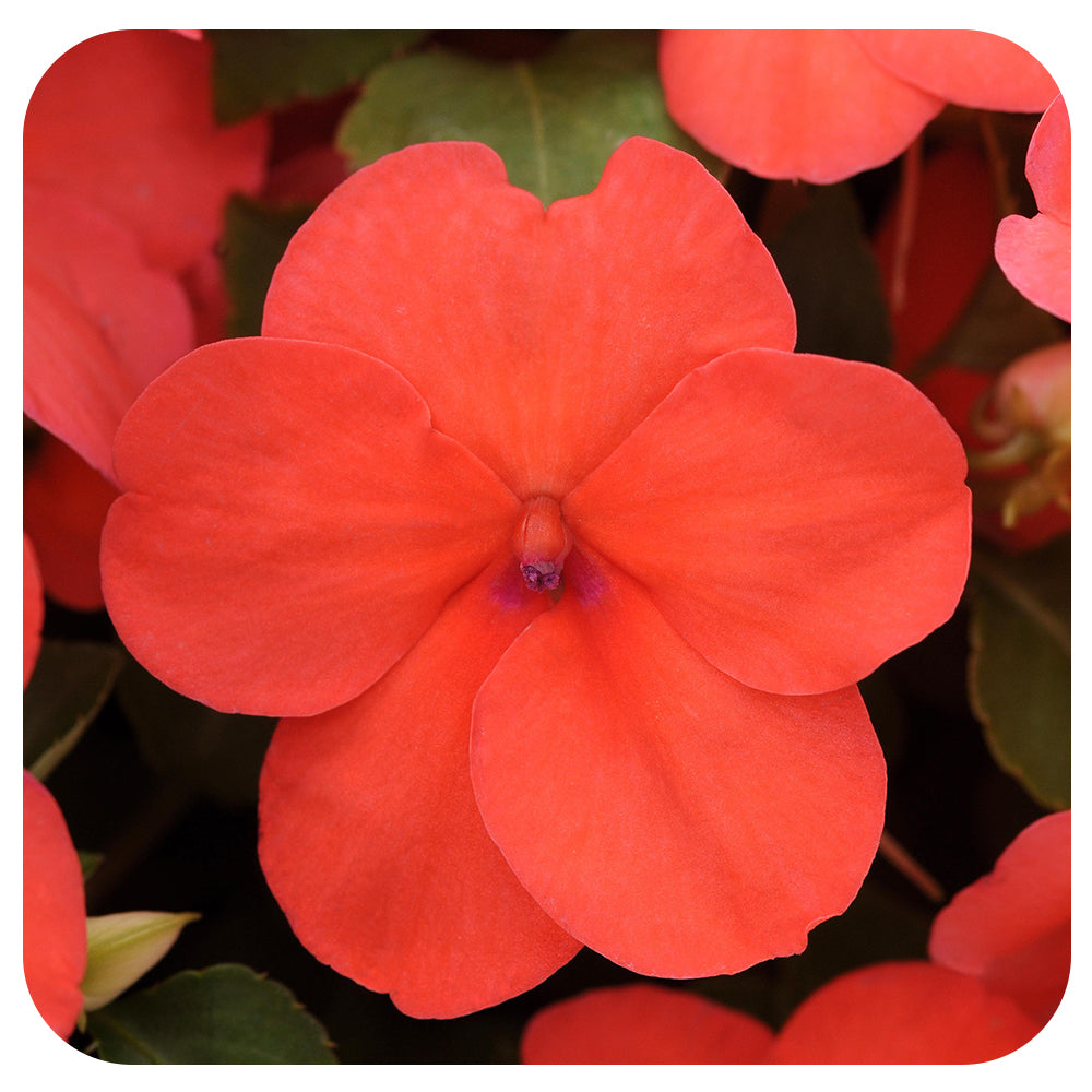 Shade Impatiens