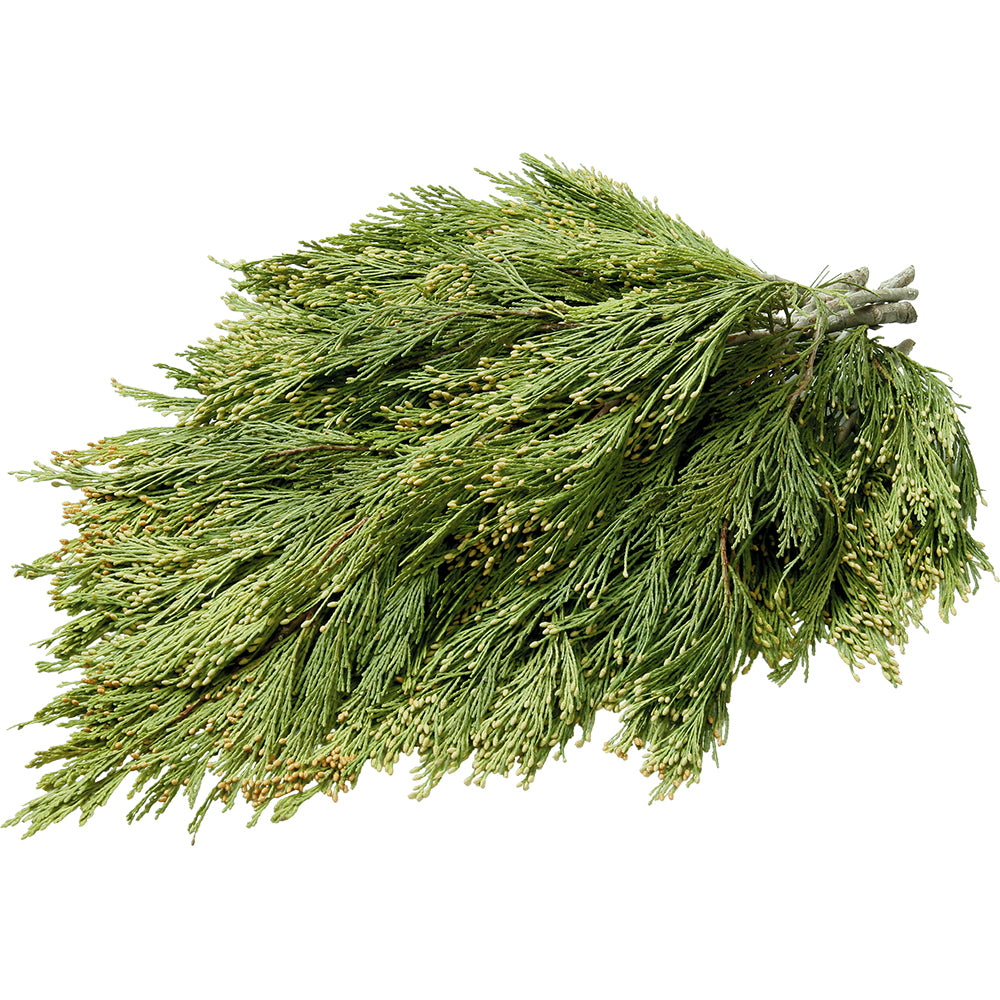 Incense Cedar Boughs