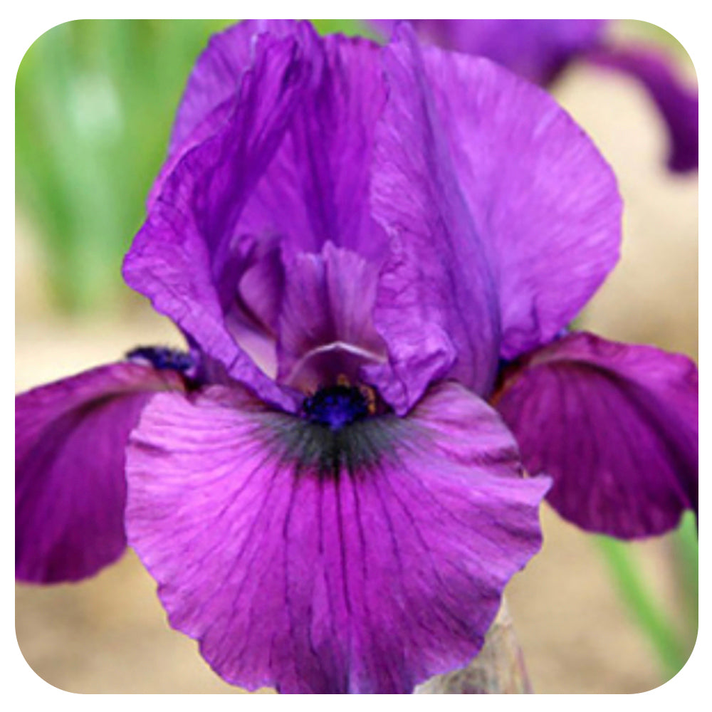Intermediate Bearded Iris 'Parable’