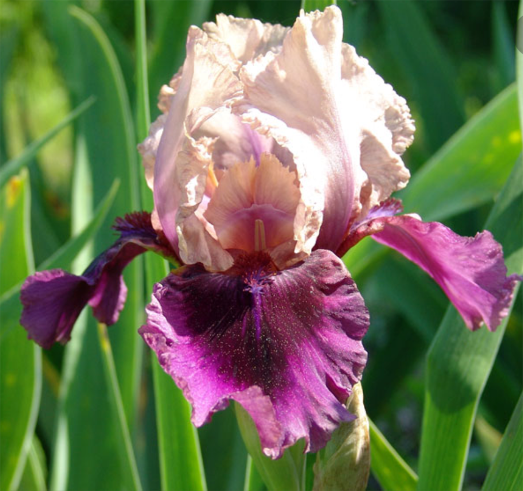 Iris ‘Shadows Cast’ Intermediate Bearded Iris