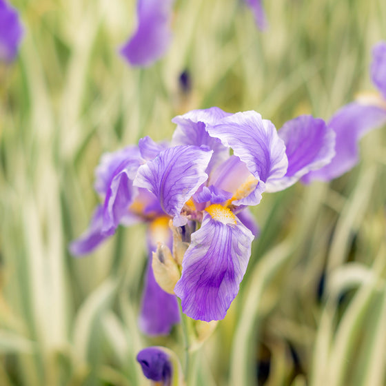 Iris pallida ‘Argentea Variegata’ (Silver-variegated Sweet Iris)