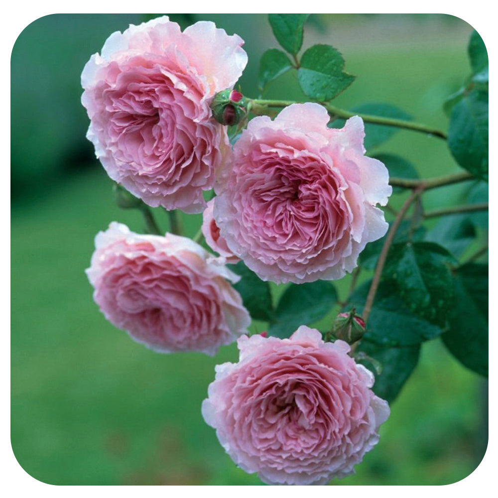 James Galway Rose by David Austin (Climbing Rose)