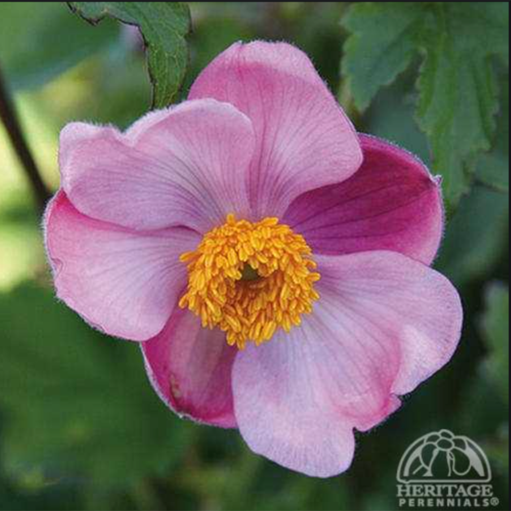 Japanese Anemone ‘September Charm’