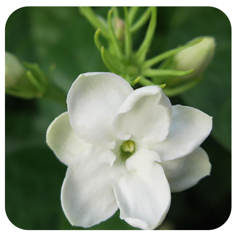 Jasmine - Davenport Garden Centre