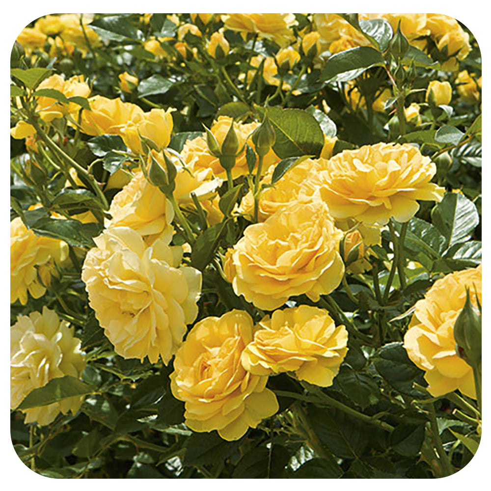 Julia Child by Weeks Roses