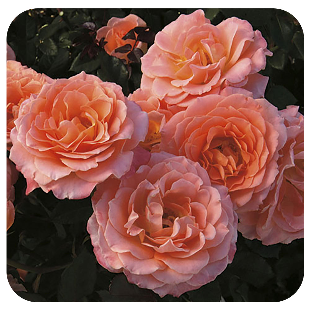 Jump for Joy by Weeks Roses