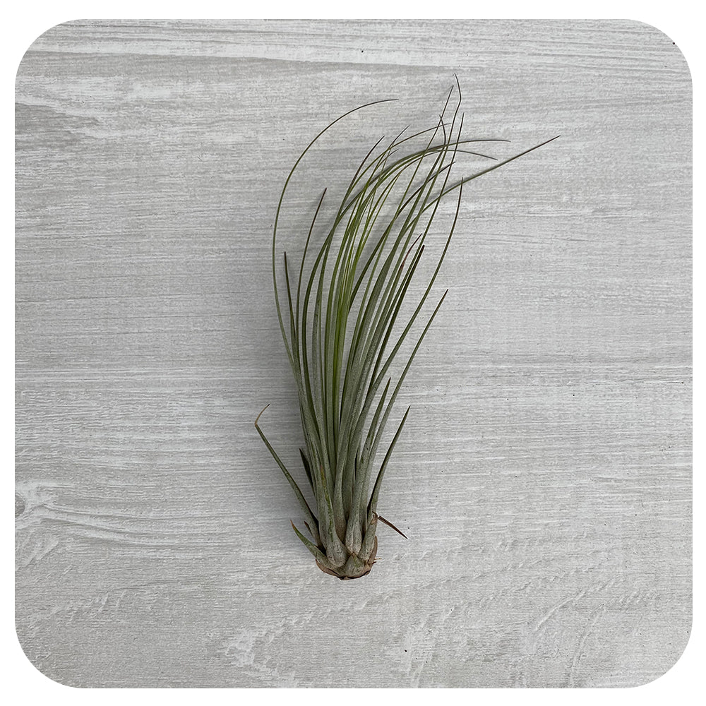Juncea
