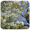 Juneberry (Amelanchier canadensis) NATIVE PERENNIAL