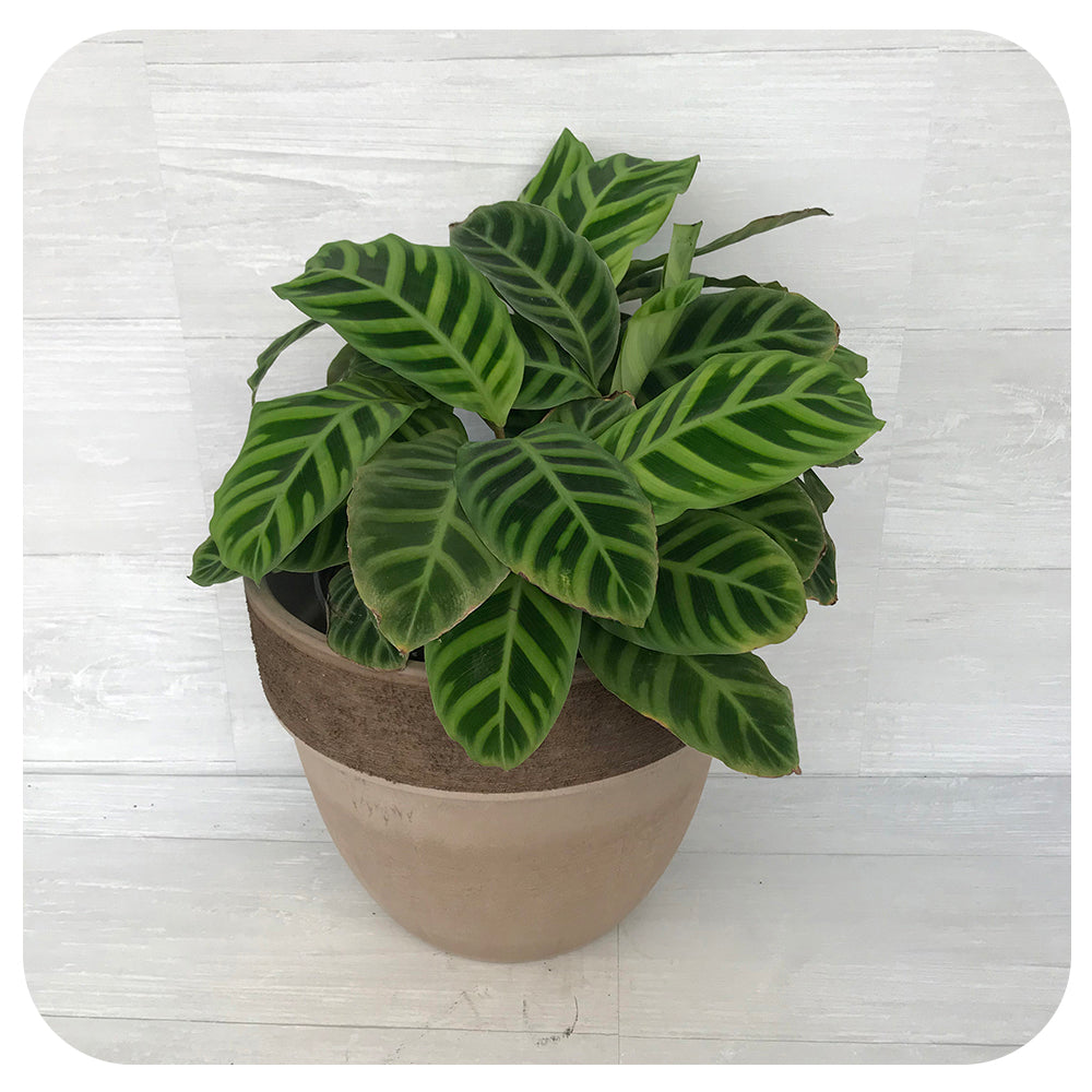 Calathea 'Jungle Velvet'