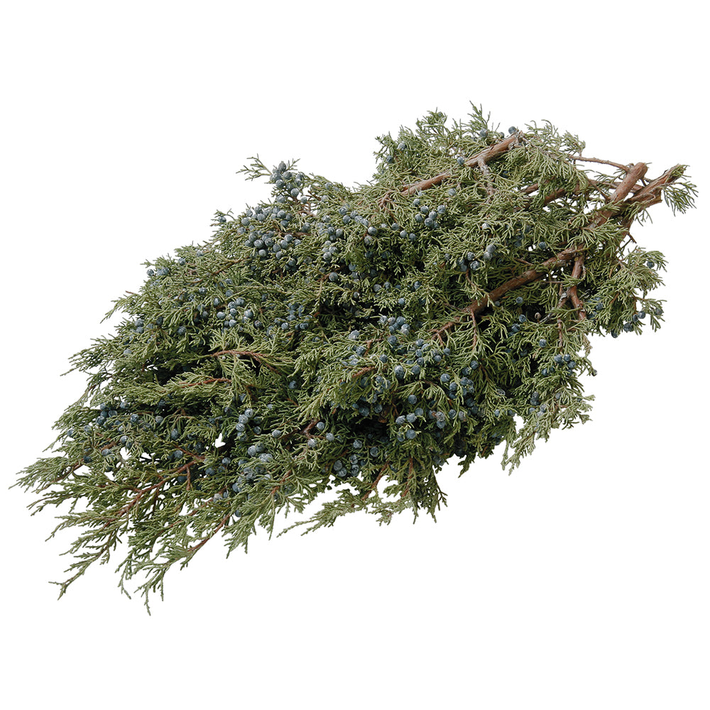 Juniper