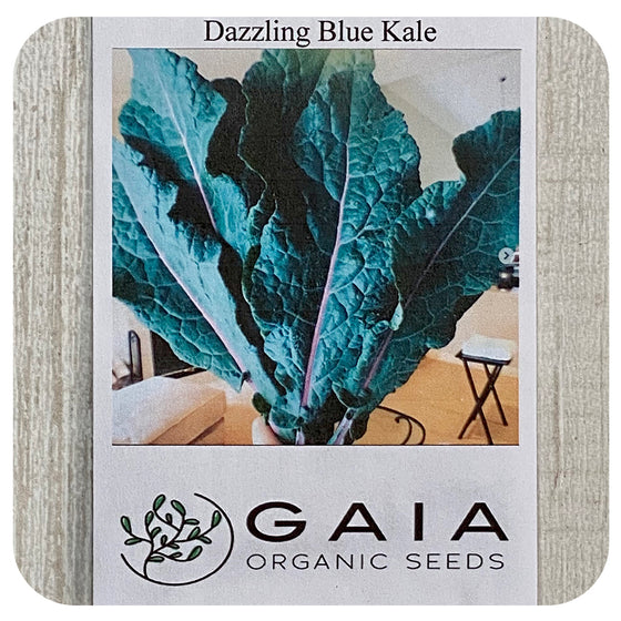 Kale 'Dazzling Blue' Seeds (Organic)
