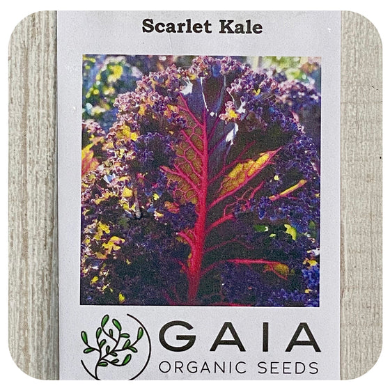 Kale Scarlet Seeds (Organic)