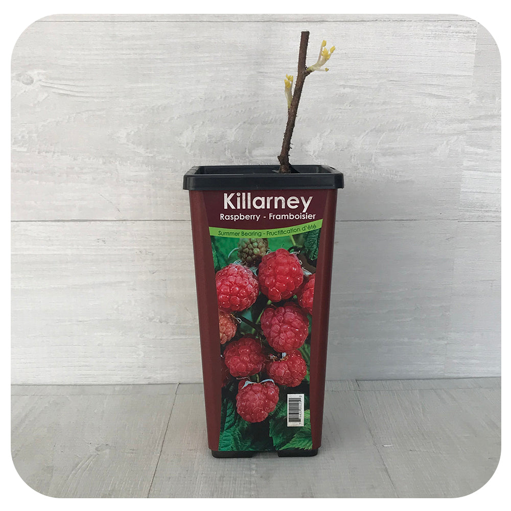 Raspberry Killarney