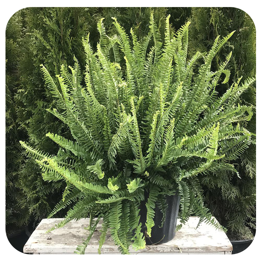 Kimberly Queen Fern
