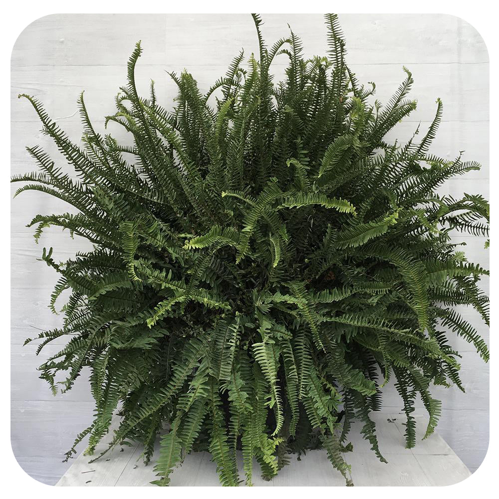 Kimberly Queen Fern